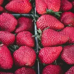 Fresh strawberries